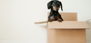 Black And Brown Dachshund Standing In Box