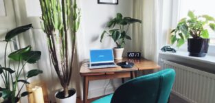 Green Potted Plant Beside Brown Wooden Table